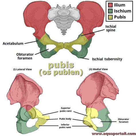 photos pubis